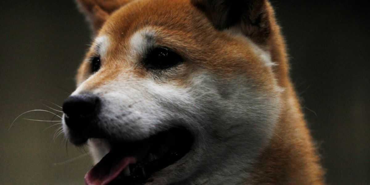 Köpekler Temalı Coinler Hangileri?