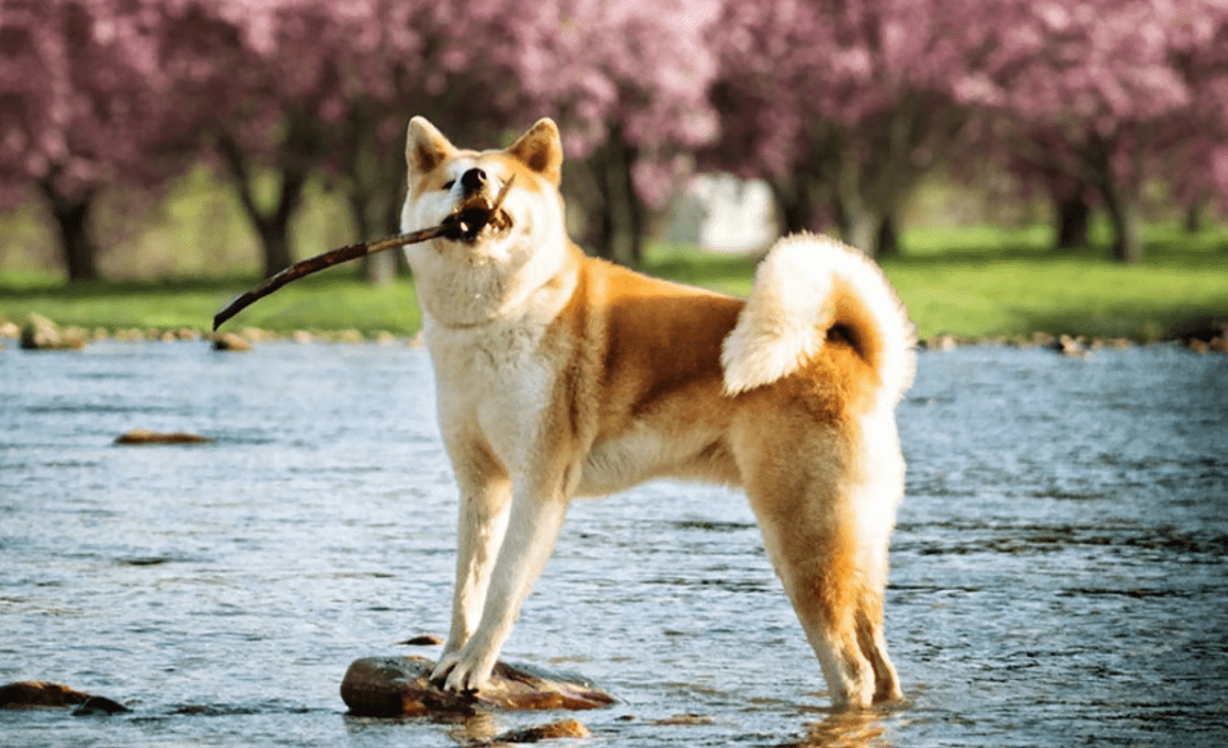 Pom Coin Geleceği 2022-2025, Pom Coin Yorumları