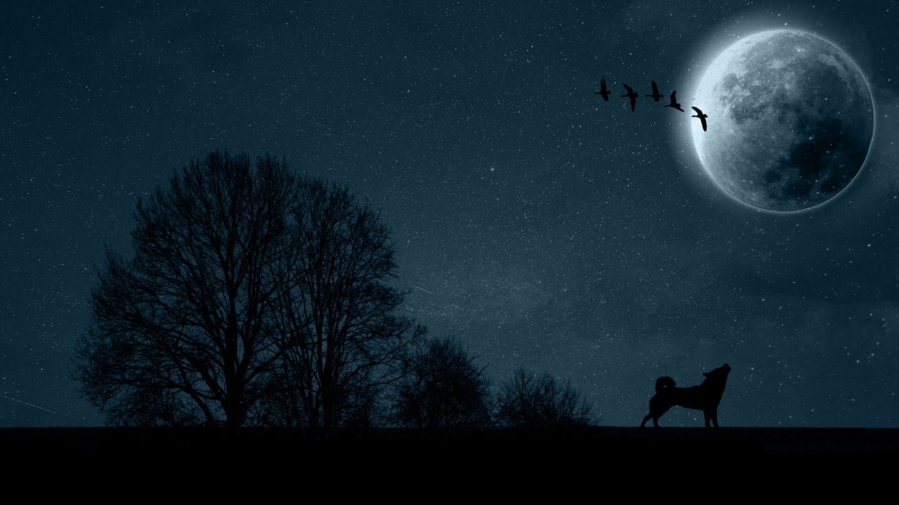 Shiba Inu, Balinalar Tarafından En Çok Satın Alınan 10 Coin'den Biri Oldu