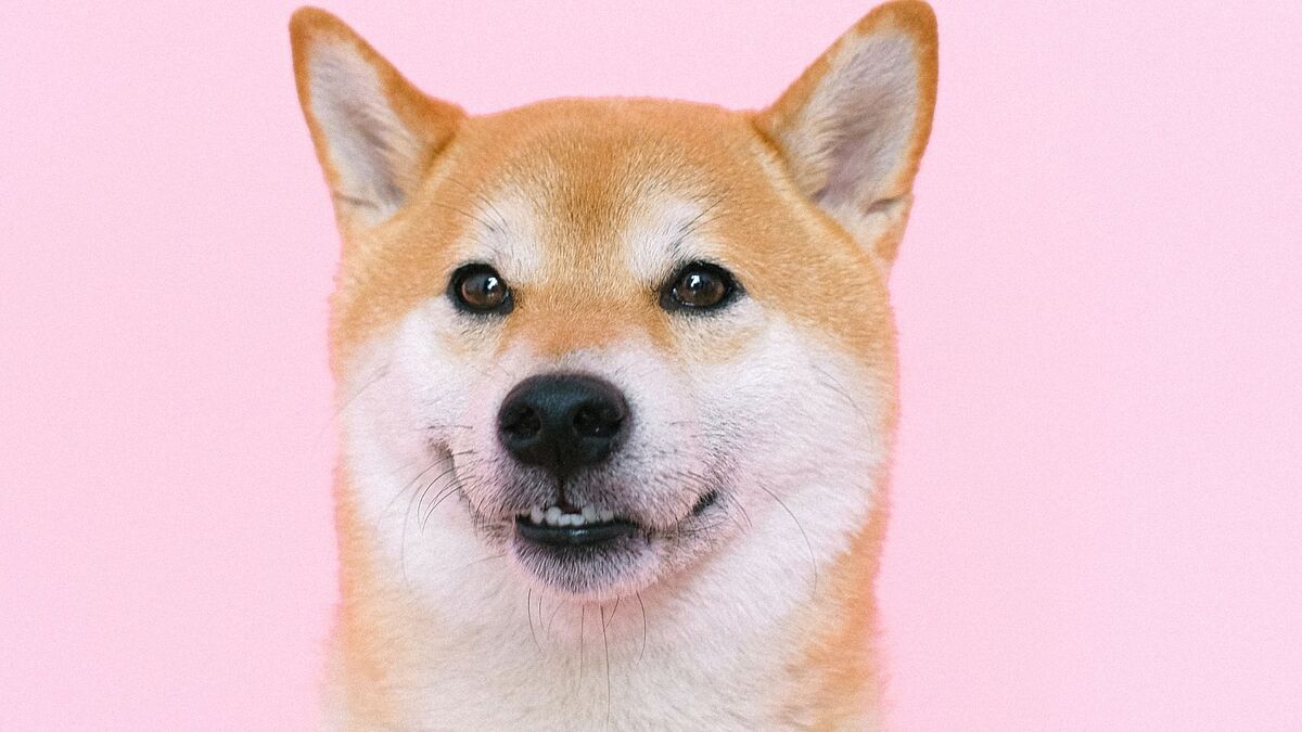 Balinalar Shiba'yı Tekrar Radarlarına Aldı! İşte Detaylar