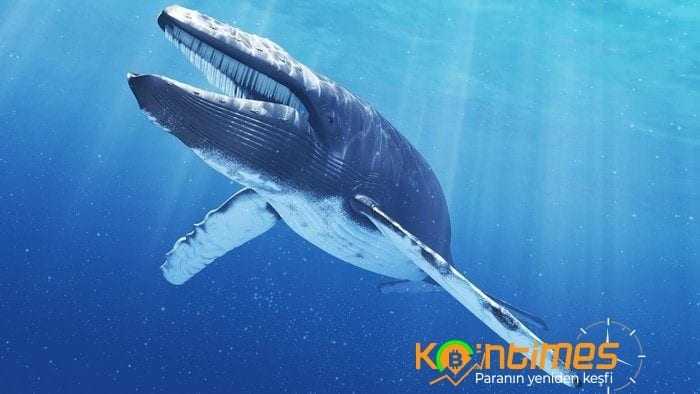 Balina Nedir? Balinalar Piyasayı Nasıl Etkiler?