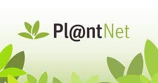 plantnft.jpg